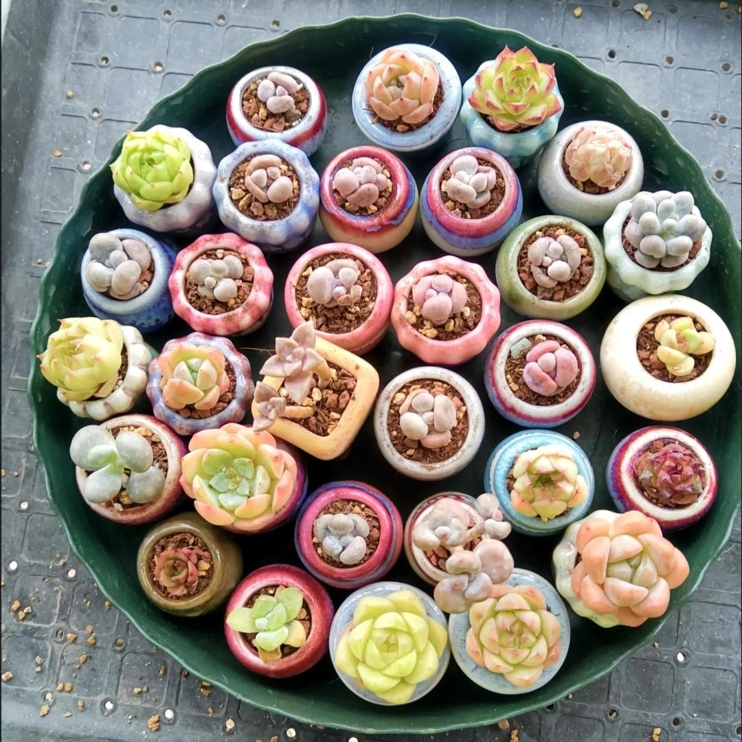 Mini Ceramics Flowerpot
